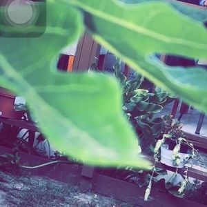 Meet your Posher, Angie